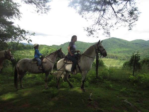Pines + View + Riders